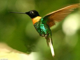 colibri